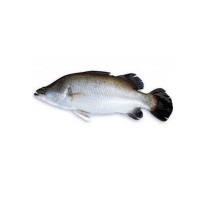  back-image