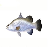  front-image