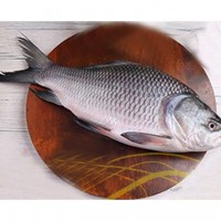 Katla Fish (কাতলা মাছ) 399/kg (Weight1.5-3 KG)