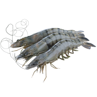 organic Shrimp (black tiger ) 28-30 pics / 800gm (বাগদা চিংড়ি 28-30 পিছ/ 800gm)