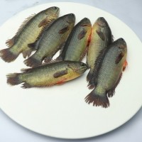 Desi Koi Fish Midium size 500gm ( দেশী কৈ 500 গ্রাম)