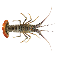 Sea Lobster Whole (400gm-500gm size) (সামুদ্রিক গলদা চিংড়ি )