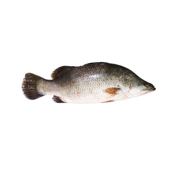 Koral Fish 750Tk/KG (Net Weight 2 Kg ( ± 200 gm) কোরাল মাছ (নেট ওজন (± 200 গ্রাম) 2 কেজি