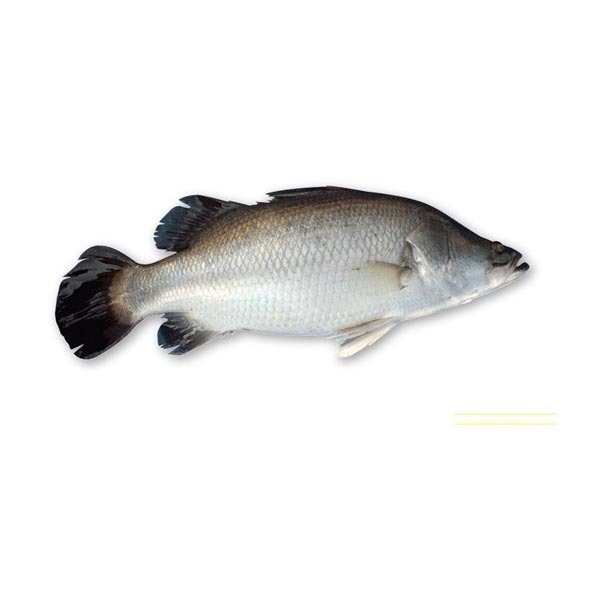 Koral Fish 800 tk/kg( Net Weight 2.5-3 Kg) ( কোরাল মাছ ওজন 2.5- 3 কেজি )