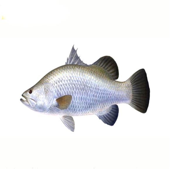 Koral Fish 820Tk/gk (Net Weight 4-4.5 Kg) কোরাল মাছ (নেট ওজন 4-4.5 কেজি )