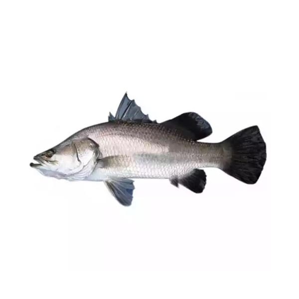 Koral Fish 860Tk/Kg(Net Weight 3.5-4 Kg) কোরাল মাছ (নেট ওজন ) 3.5-4 কেজি