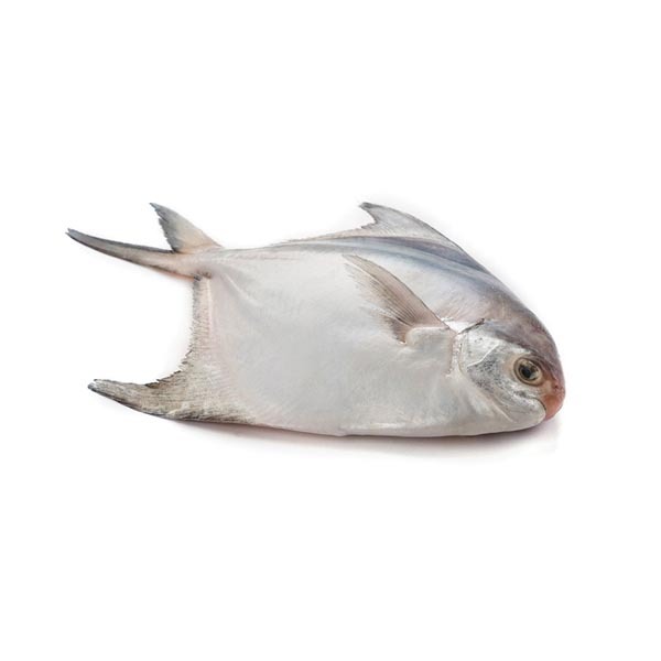 Silver Pomfret fish 2-3 pcs/Kg (সিলভার চাঁদা রুপচাঁদা)2-3pcs./kg