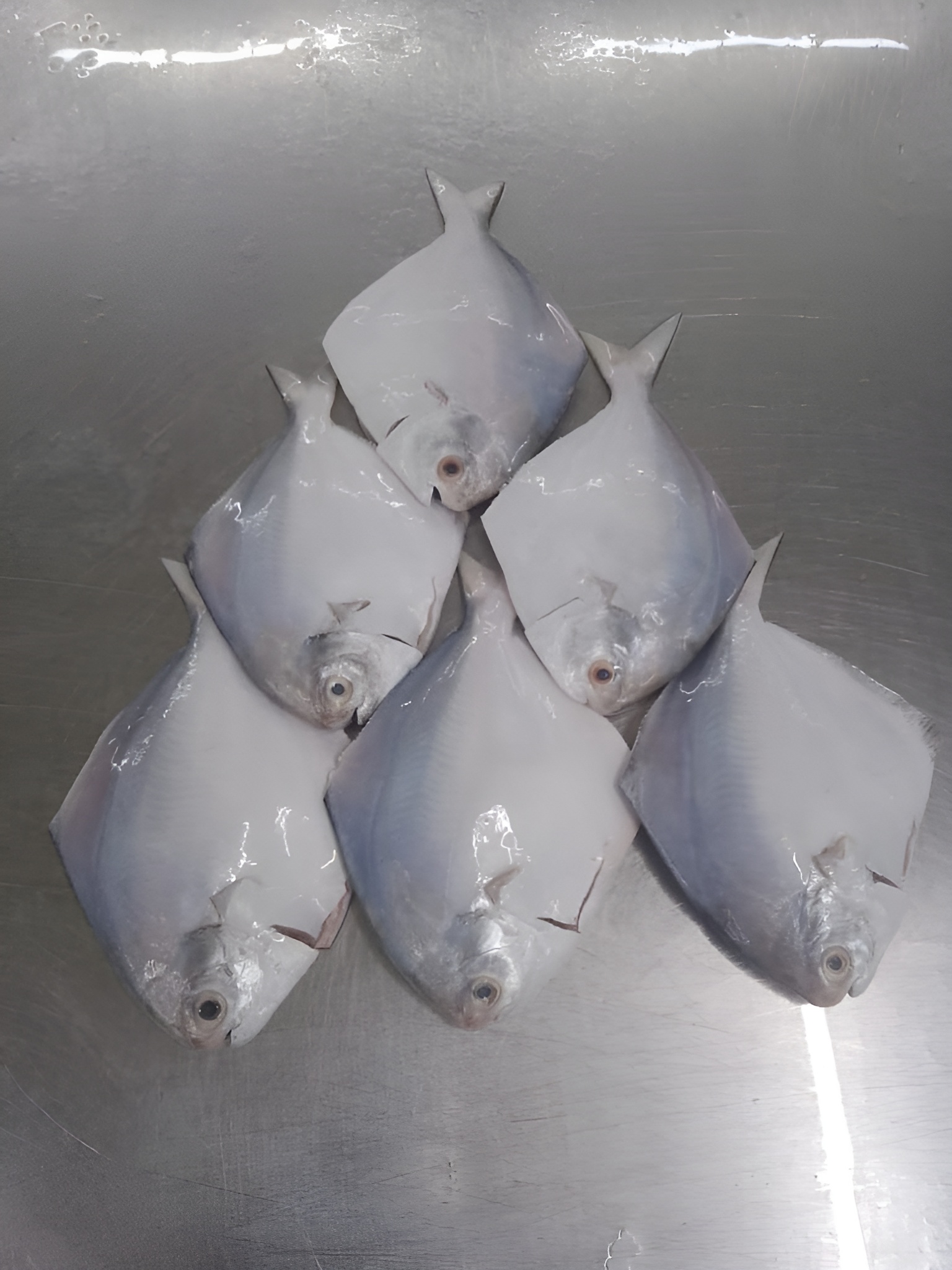 Silver Pomfret fish ( রুপচাঁদা সিলভার )4-5 pcs/kg
