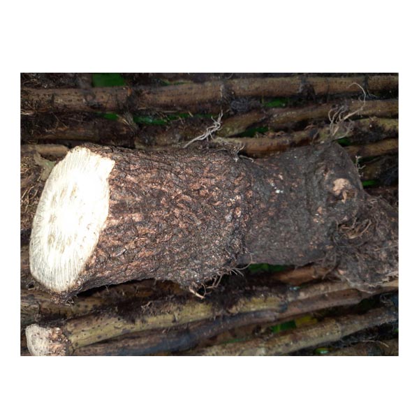 Chuijhal (tree base)  চুইঝাল (গাছের গোড়া) 100 গ্রাম