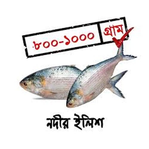Hilsha Barisal (Weight 800-950gm± 50 gm)  নদীর ইলিশ (নেট ওজন ± ৫০ গ্রাম) 800-1000 গ্রাম.jpg