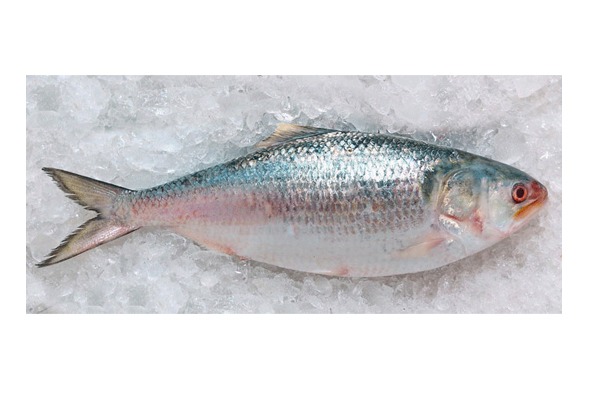 Hilsha fish Barishal 2000 tk/kg(weight 1.1-1.2 Kg (± 50 gm) নদীর টাটকা ইলিশ( বরিশাল)ওজন( ± ৫০ গ্রাম)
