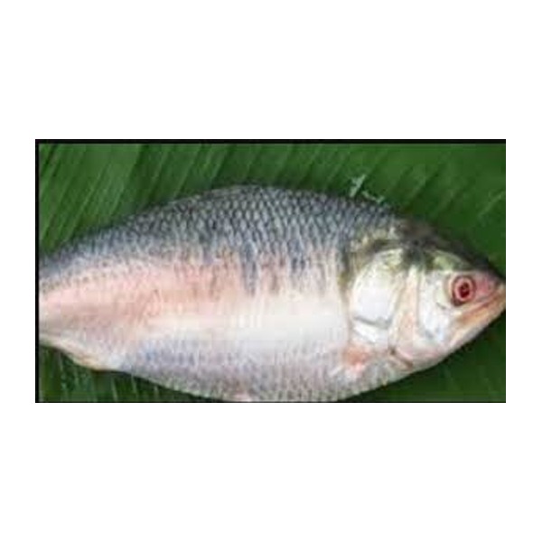 Hilsha fish Barishal 2200tk/kg (Weight 1.9 kg ± 50 gm)  নদীর ইলিশ (নেট ওজন ± ৫০ গ্রাম1.9 কেজি)