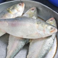 Hilsha fish Barisal 1800tk/Pics (Weight 900gm± 50 gm)( নদীর টাটকা ইলিশ ( বরিশাল)