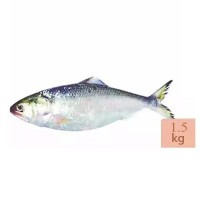 Hilsha Fish Barishal 3300 tk/Pics (Weight 1.5 kg( ± 50 gm) নদীর  টাটকা  ইলিশ ( বরিশাল)