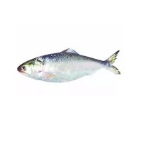 Hilsha fish Barishal 900/Pic(size 600-700 gm/pic± 50 gm)( নদীর টাটকা ইলিশ( বরিশাল)