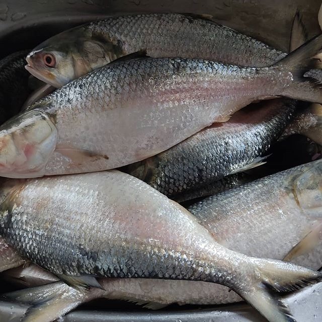ইলিশ মাছ (পদ্মা নদীর টাটকা কাচা ইলিশ) (নেট ওজন ১.২কেজি ± ৫০ গ্রাম)