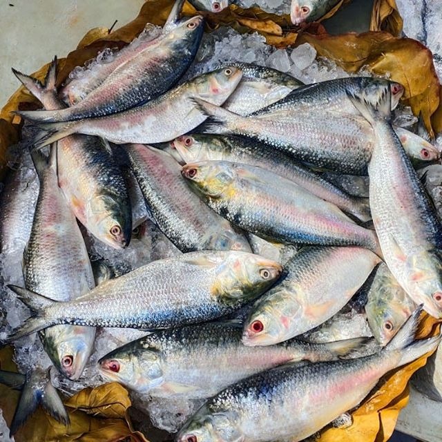 River Ilish 1370/kg (চর /পদ্মা নদীর ইলিশ) (নেট ওজন ১.১কেজি ± ৫০ গ্রাম)