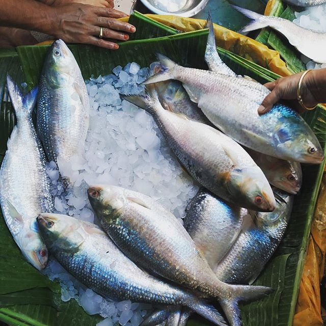 ইলিশ মাছ (পদ্মা নদীর টাটকা কাচা ইলিশ) (নেট ওজন ৭০০গ্রাম ± ৫০ গ্রাম)