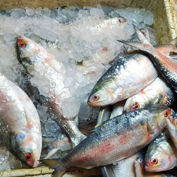 ILISH BISKHALI River( 1.3Kg ++ size)1480tk/kg(বিশখালী নদীর ইলিশ)