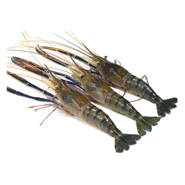 Golda prawn 10-12pic/kg (গলদা চিংডি) 10-12 পিচ/Kg