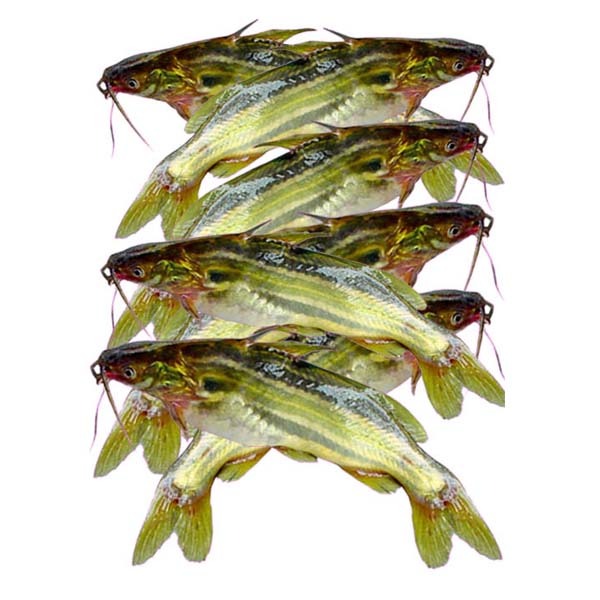 Tangra Fish /kg Small Size ( টেংরা মাছ ছোট /কেজি)