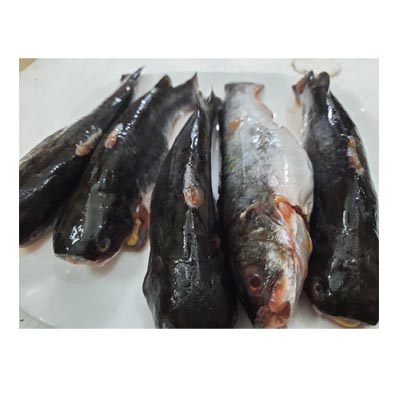 Tengra Fish 8-12pics/kg (টেংরা মাছ 8-12 পিচ/Kg )
