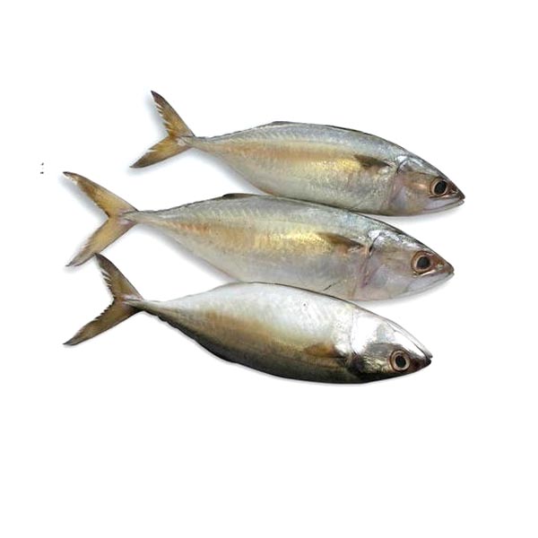 Ayala /Mackerel Fish ( কওয়া মাছ  4-6 pic/kg
