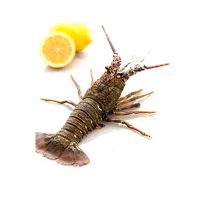 Sea Lobster Whole (400gm-500gm size) (সামুদ্রিক গলদা চিংড়ি )